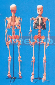 85 CM TALL, ADULT COLOURED CARTILAGE SKELETON W/INFLEXIBLE SPINE, SPINAL NERVES, LUXURY STAND.